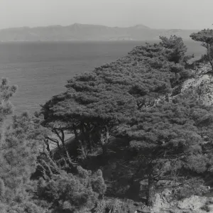 Torrey pines above Beechers Bay on Santa Rosa Island, © William Dewey