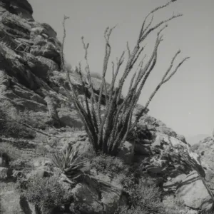 Anza-Borrego