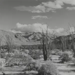 Anza-Borrego, © Steve Junak