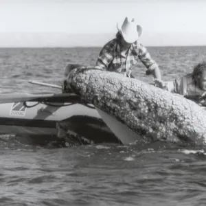 touching a whale