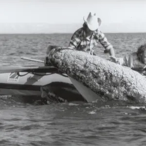 Grey whale off the coast of Baja