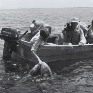 whalewatching in Baja, © Marla Daily