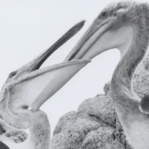 pelicans