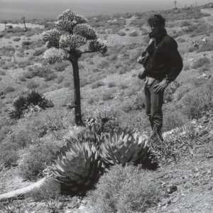 Agave (Century Plant), West San Benito Island, © Steve Junak