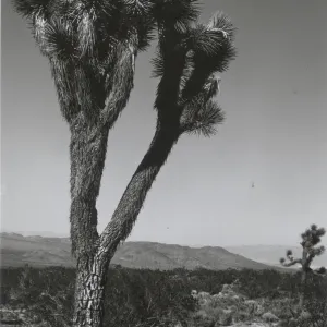 Joshua Tree, © Steven Timbrook