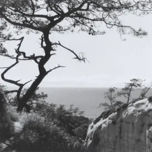 cover photo for Torrey Pines, Landscape and Legacy by Bill Evarts