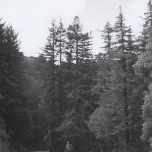 horse and rider in the Sierra Nevada