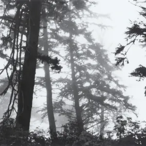 foggy forest of the Mendocino coast, © J.R. Haller