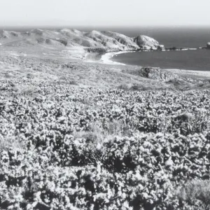 Maritime desert scrub, Baja, © Steve Junak