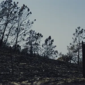 burned slope after the Marre Fire 1993