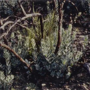 Arctostaphylos (Manzanita) stump sprouting after the Marre Fire
