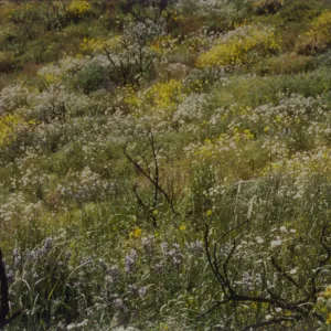 wildflowers after the Marre Fire