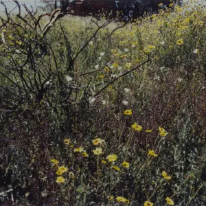 wildflowers after the Marre Fire