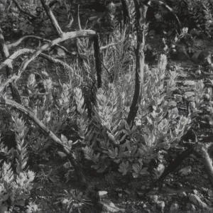 Arctostaphylos (Manzanita) burl sprout after the Marre Fire