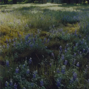 Lupinus nanus, Yosemite National Park © 1997 Stuart Wilson
