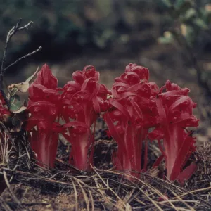 Sarcodes sanguinea © 1997 Stuart Wilson