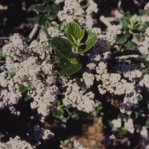 Ceanothus (California Lilac) © 1997 Stuart Wilson