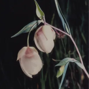 Calochortus albus © 1997 Stuart Wilson