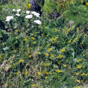 Plants on Anacapa Island