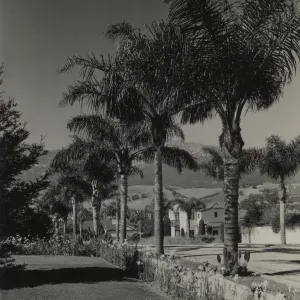 Street scene, Cocos plumosa trees along street, residental district of Samarkand, Santa Ynez mountains