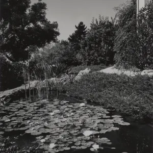 Waterlilies in a garden pond, Santa Barbara residence
