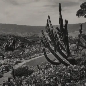 Hope Ranch garden