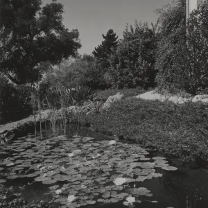 pool with water lillies, Santa Barbara garden