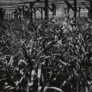© Josef Muench