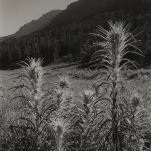 © Josef Muench