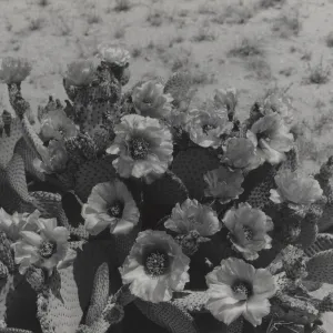 flowering cactus, Opuntia (Prickly-pear), © Josef Muench