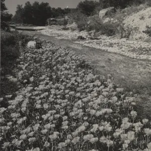 © Josef Muench