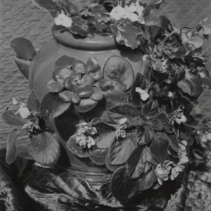 © Joyce R. Muench