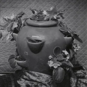 © Joyce R. Muench