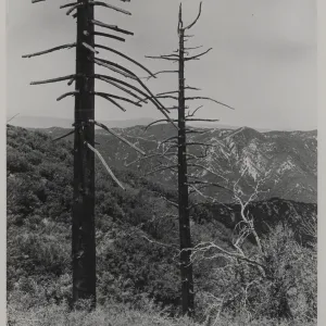 dead sugar pines after Matilija Fire, Monte Arido