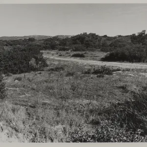 'The Burton Mesa chaparral near Lompoc'