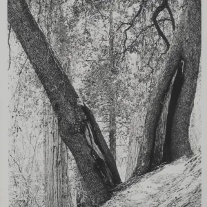 tree trunks