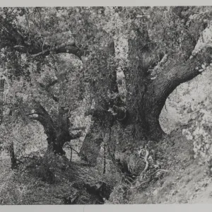 oaks, Potrero Seco