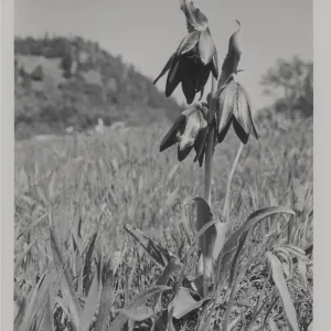 Mission Bells, Fritillaria affinis