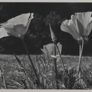 California poppy