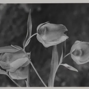 Calochortus albus flowers