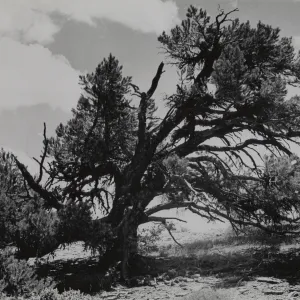 Pinus monophylla?, San Rafael Mountains between Mission Pine Basin and West Big Pine