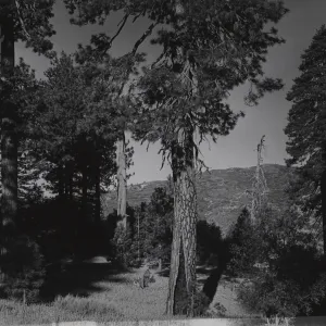 pines in meadow at head of Falls Canyon, near Mission Pine Basin