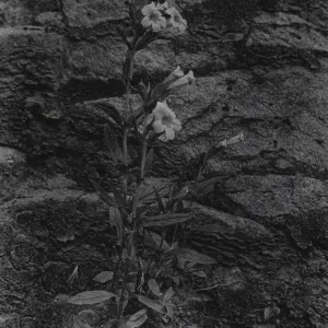 Mimulus longiflorus, Sisquoc River, near Heath Camp