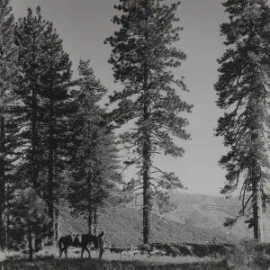 Grove of yellow pines, north of Mission Pine Basin