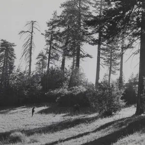 yellow pines, Mission Pine Basin