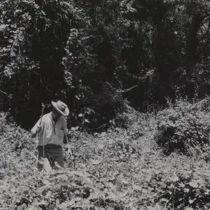 Clif Smith exploring the historic grapevine, Vitis, in the east fork of Santa Cruz Creek watershed, Grapevine Creek
