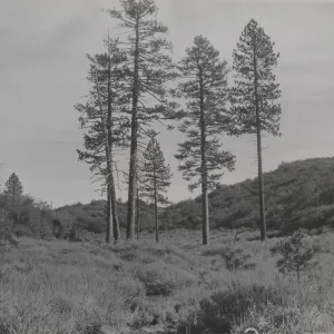 Relict Ponderosa pines on Dry Lakes Ridge above north fork of Matilija Creek