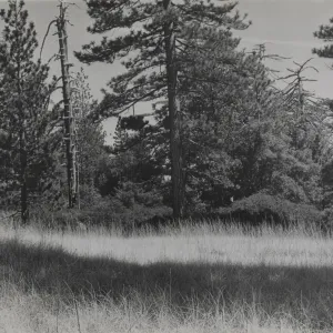 meadow on Mission Pine Mountain