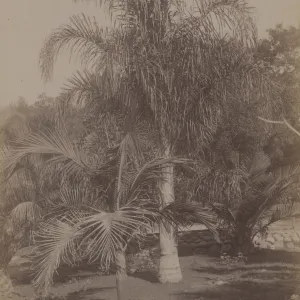Montecito 'Tropical Garden'