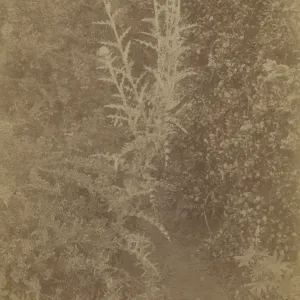 Rocky Nook, 1890